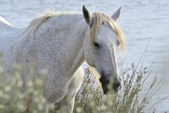 Horse in Camargue